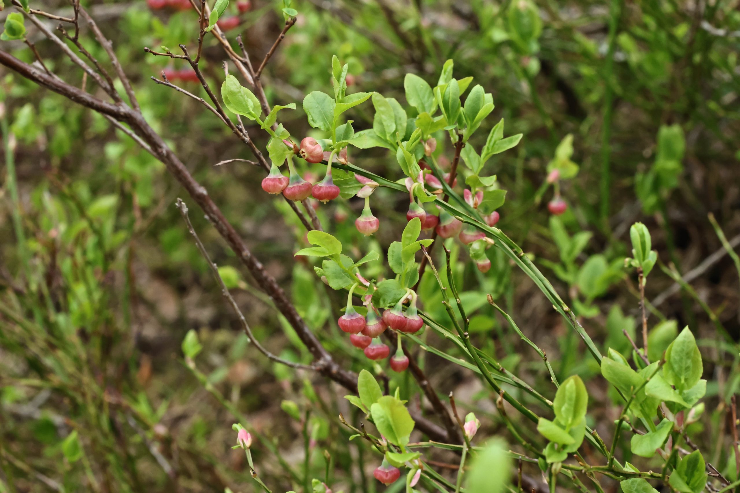 Det er dobbelt så mye blåbær i naturskogen som i den flatehogde skogen, selv om det har gått 40 år eller mer siden hogsten. Foto: Geir Arne Evje.