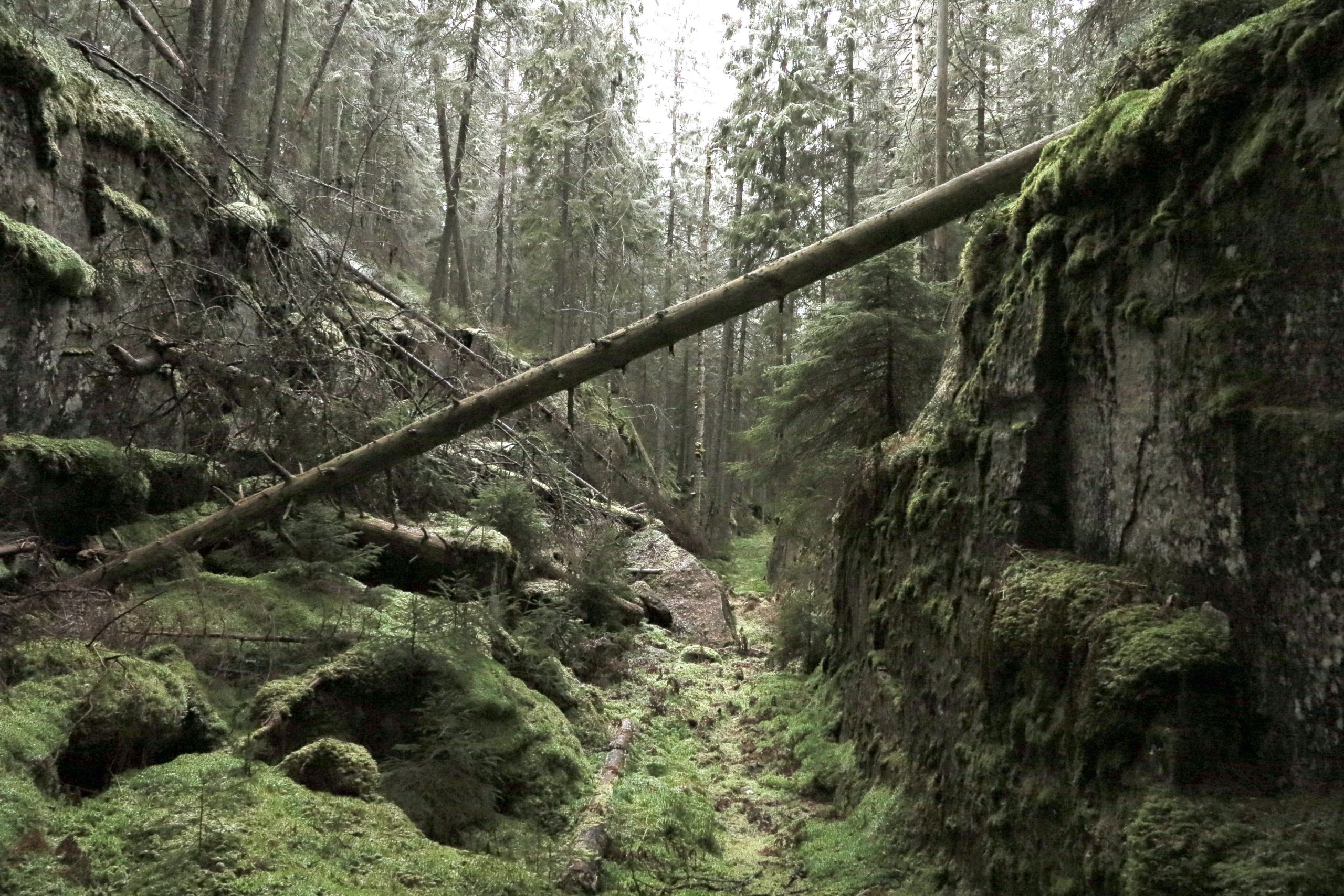 Død ved, og spesielt store, eldre stokker, er et nøkkelelement for artsmangfoldet i skogen. Foto: Bjarne Røsjø.