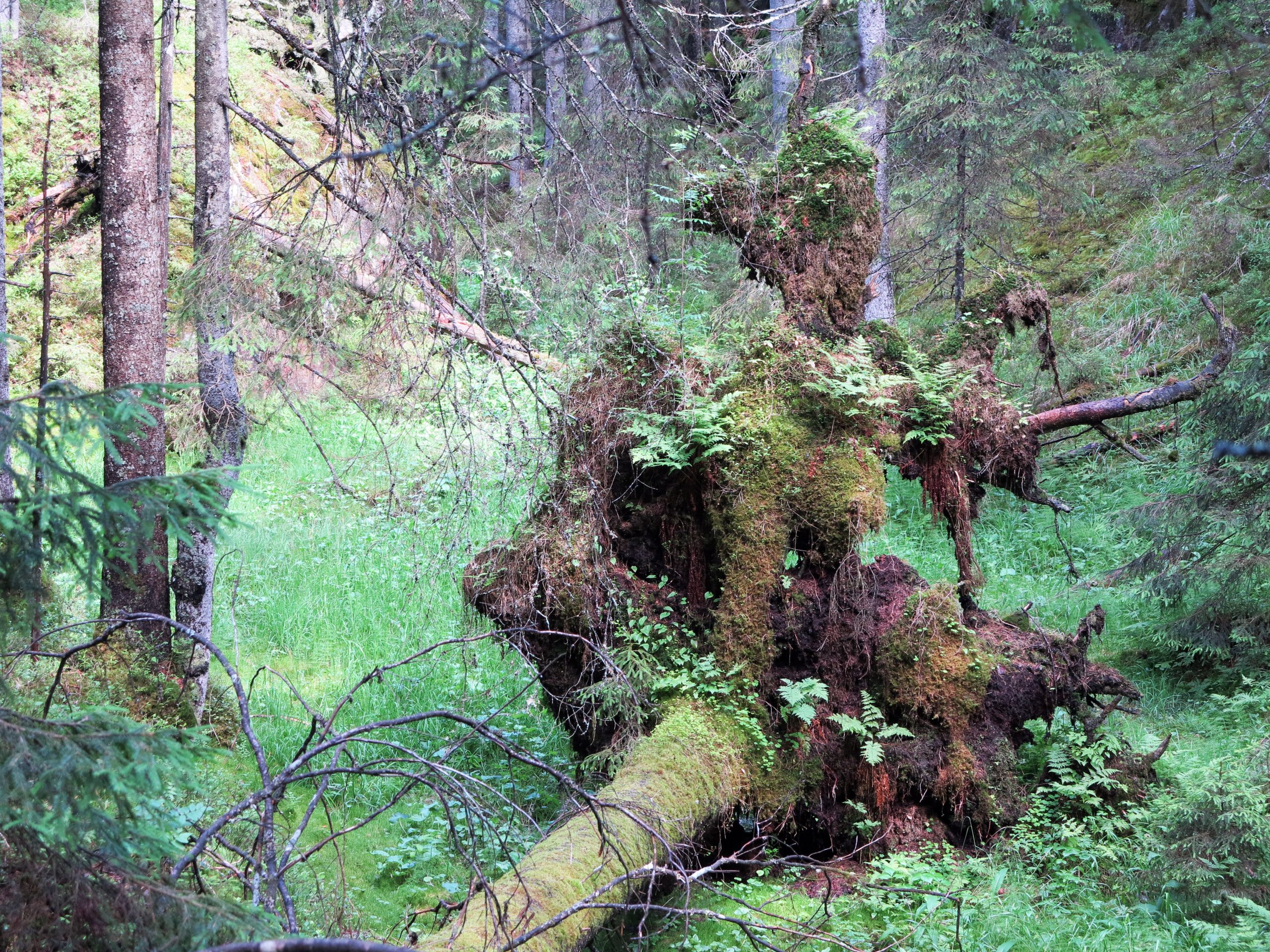Du må gå til naturskogen for å finne de sære, sjeldne og rare artene. Denne hekseliknende grana ligger fortsatt og råtner i nærheten av Dæliseterfjorden i Østmarka. Foto: Bjarne Røsjø.