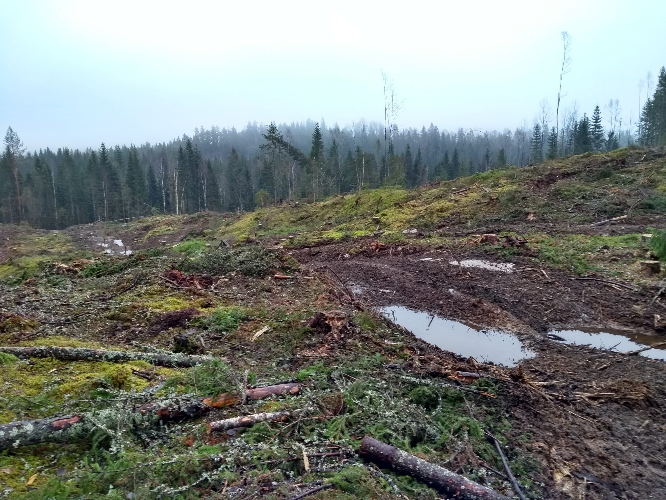 Flatehogst nordøst for Askeslora i Losby-skogen, fotografert i 2023. Foto: Øyvind Pettersen.