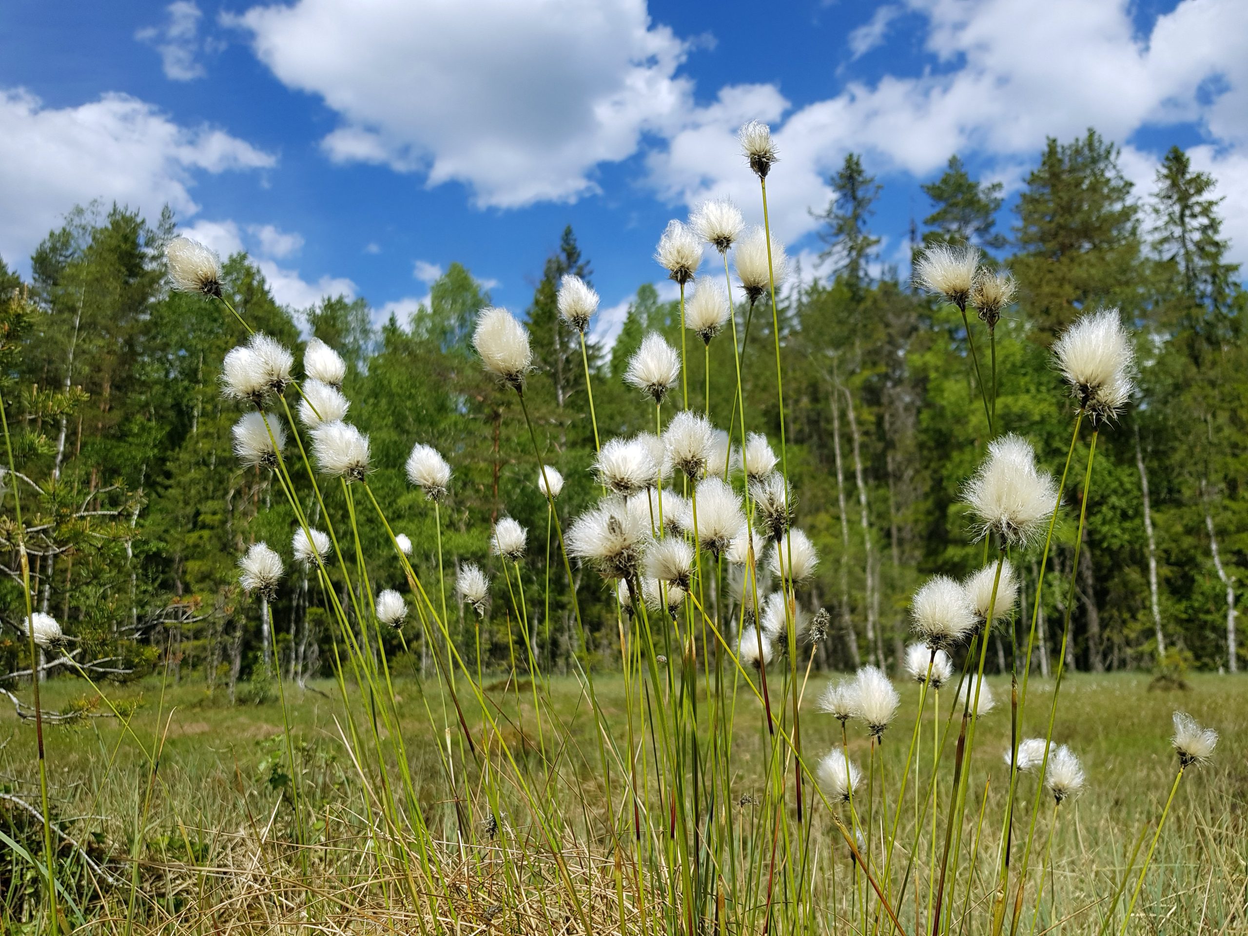 Torvmyrull i frøfasen.