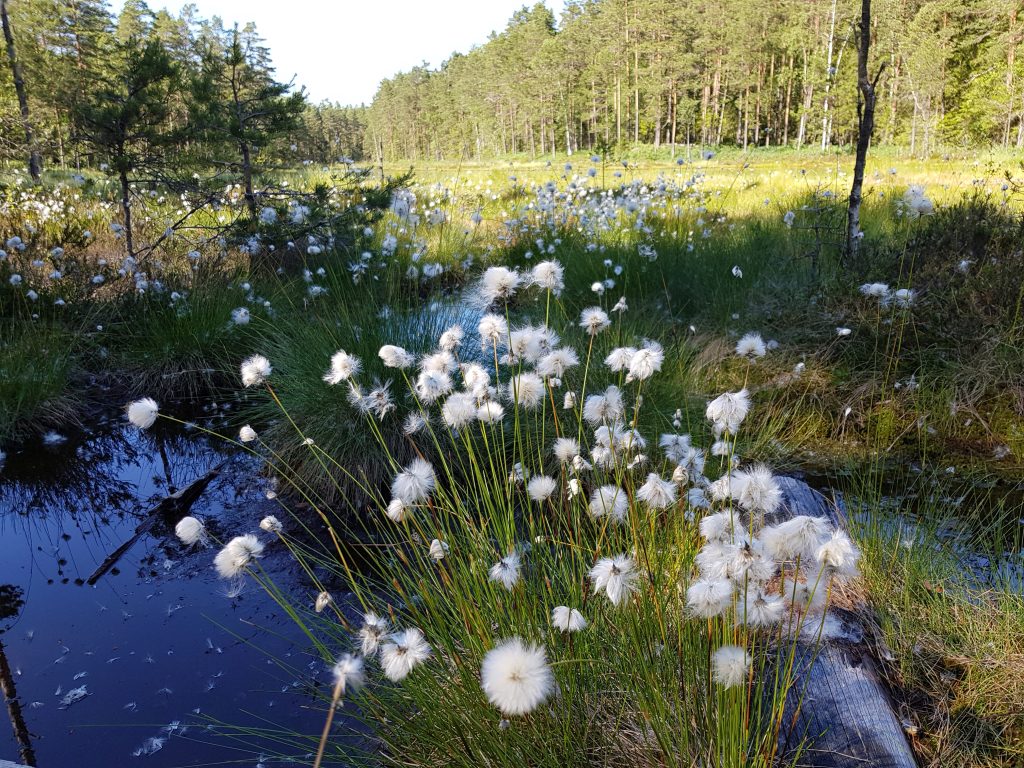 Torvmyrull i frøfasen: Denne er vanlig i Østmarka.