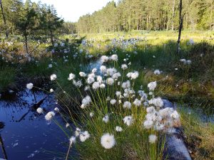 Torvmyrull i frøfasen: Denne er vanlig i Østmarka.