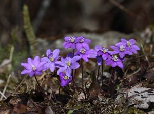Blåveisen er et kjært vårtegn i Østmarka. Foto: Geir Arne Evje.