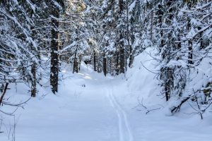 Dammyrveien i februar 2026: Nå sier Sivilombudet at Lørenskogs kommunestyre var i sin fulle rett til å si «nei» til Losby Bruks veisøknad. Foto: Gunnar Kagge.