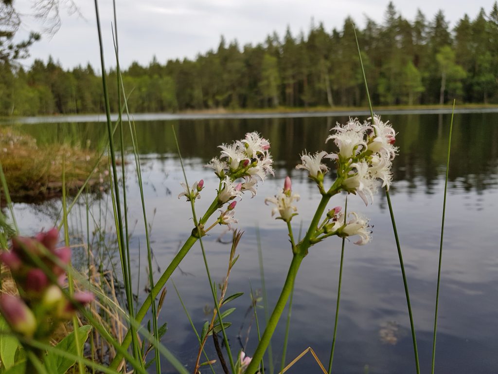 Bukkeblad på et typisk voksested: I vannkanten ved et næringsfattig tjern.