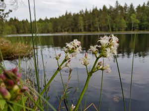 Bukkeblad på et typisk voksested: I vannkanten ved et næringsfattig tjern.