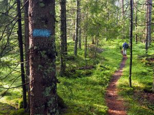 Her ønsker Losby Bruk AS å bygge vei for å kjøre med 24 meter lange tømmertrailere. Foto: ØV.