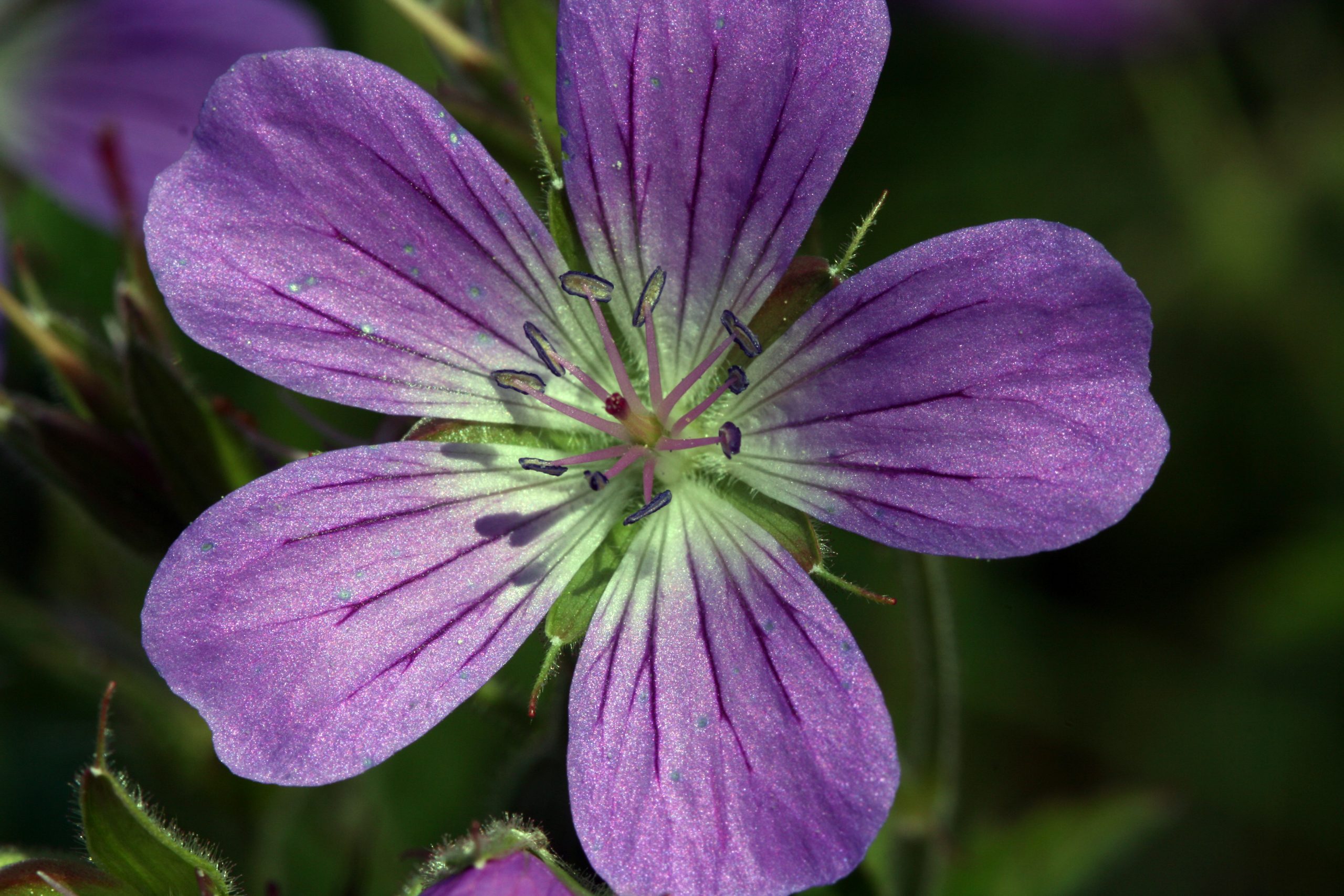 Blomstene har fem kronblad og relativt korte blomsterskaft.
