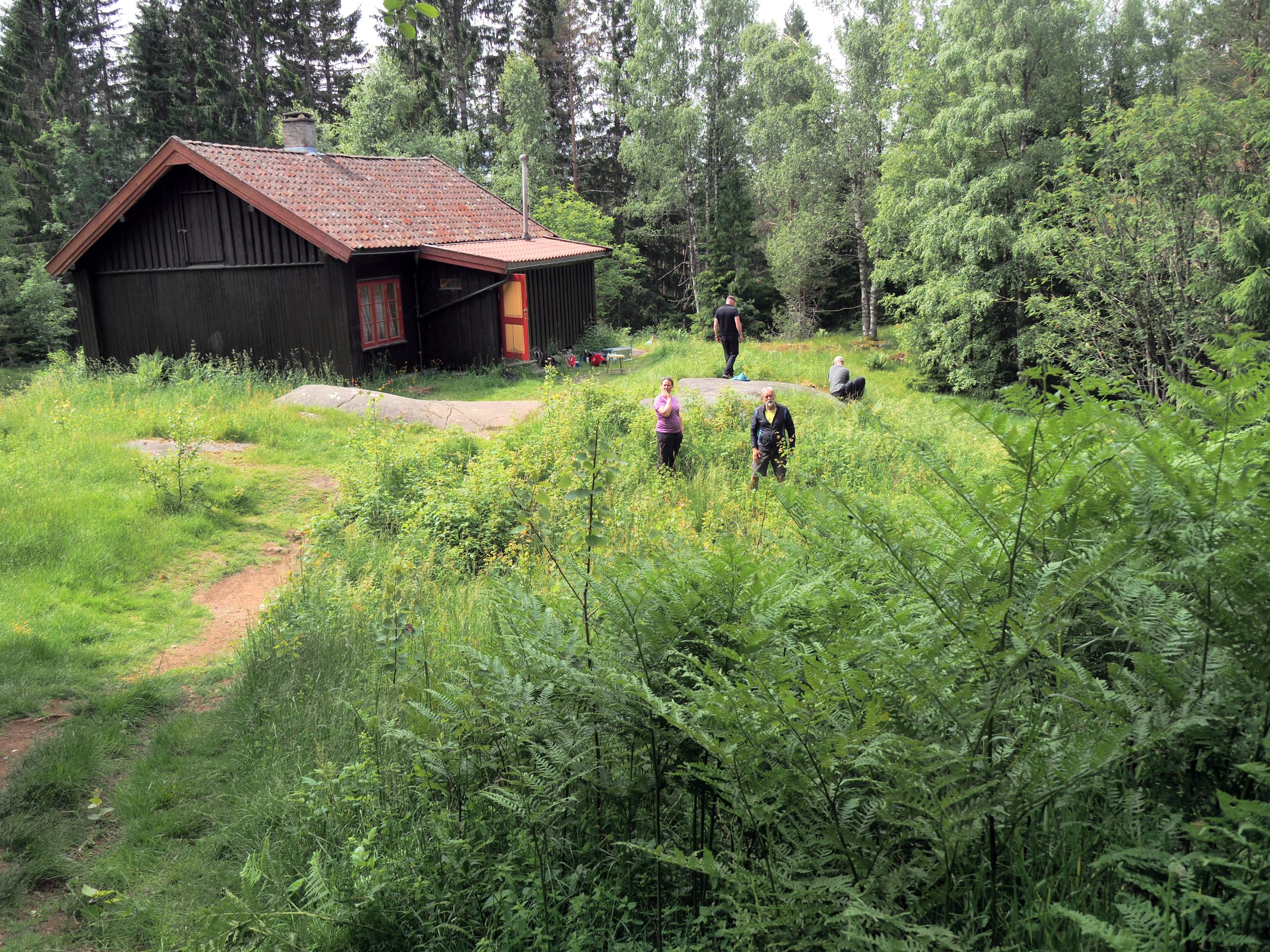Einstape er en av de vanligste bregnene i verden, men i kulturlandskapet rundt Bysetra tar den rett og slett for stor plass. Foto: Bjarne Røsjø.