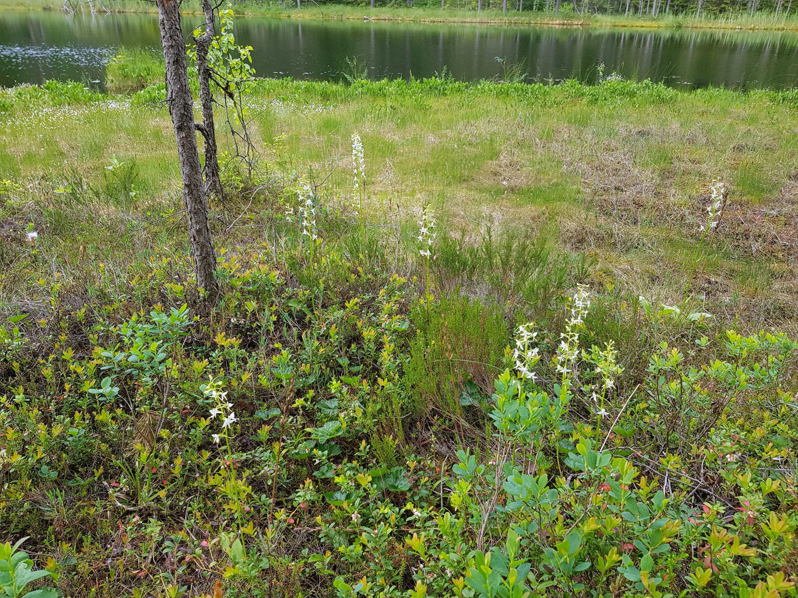 Nattfiol er sjelden i Østmarka