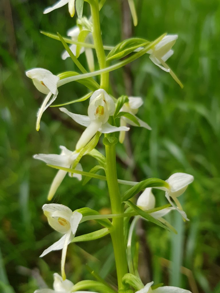Nattfiol blomst