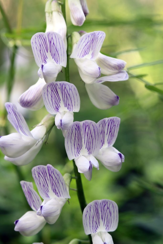 De hvite blomstene har mange tynne, fiolette årer på fanen. Det kan nesten se ut som om de er tegnet på med en fin tusjpenn.