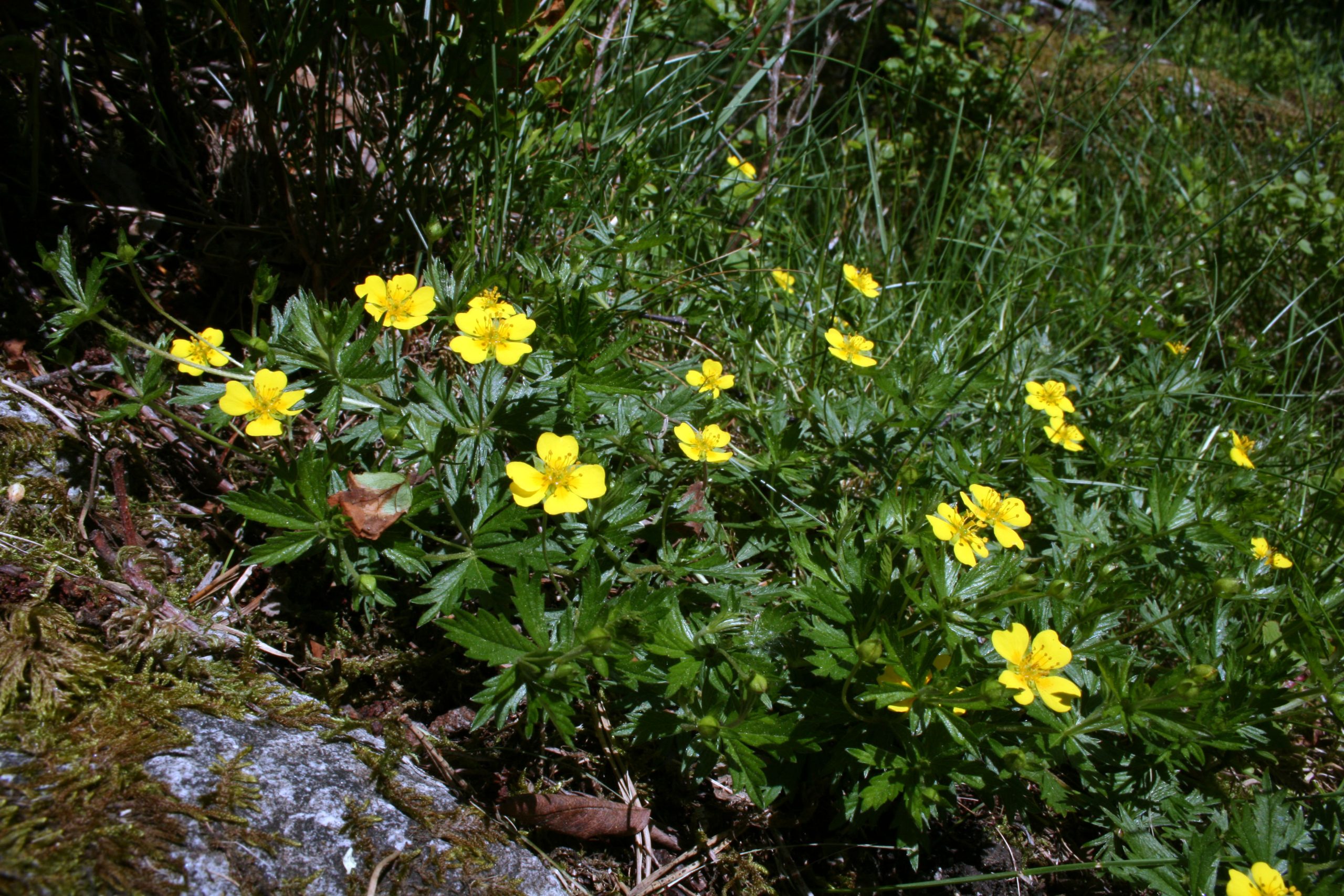 Tepperot finnes fra lavlandet til opp på snaufjellet, og i Østmarka finner du den nesten overalt.