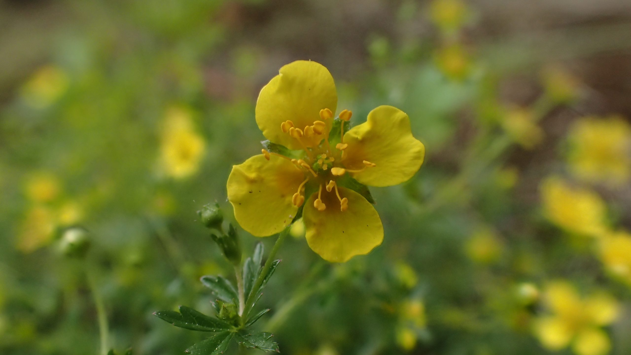 Tepperot skiller seg fra de andre hjemlige Potentilla-artene ved at den har fire kronblad.