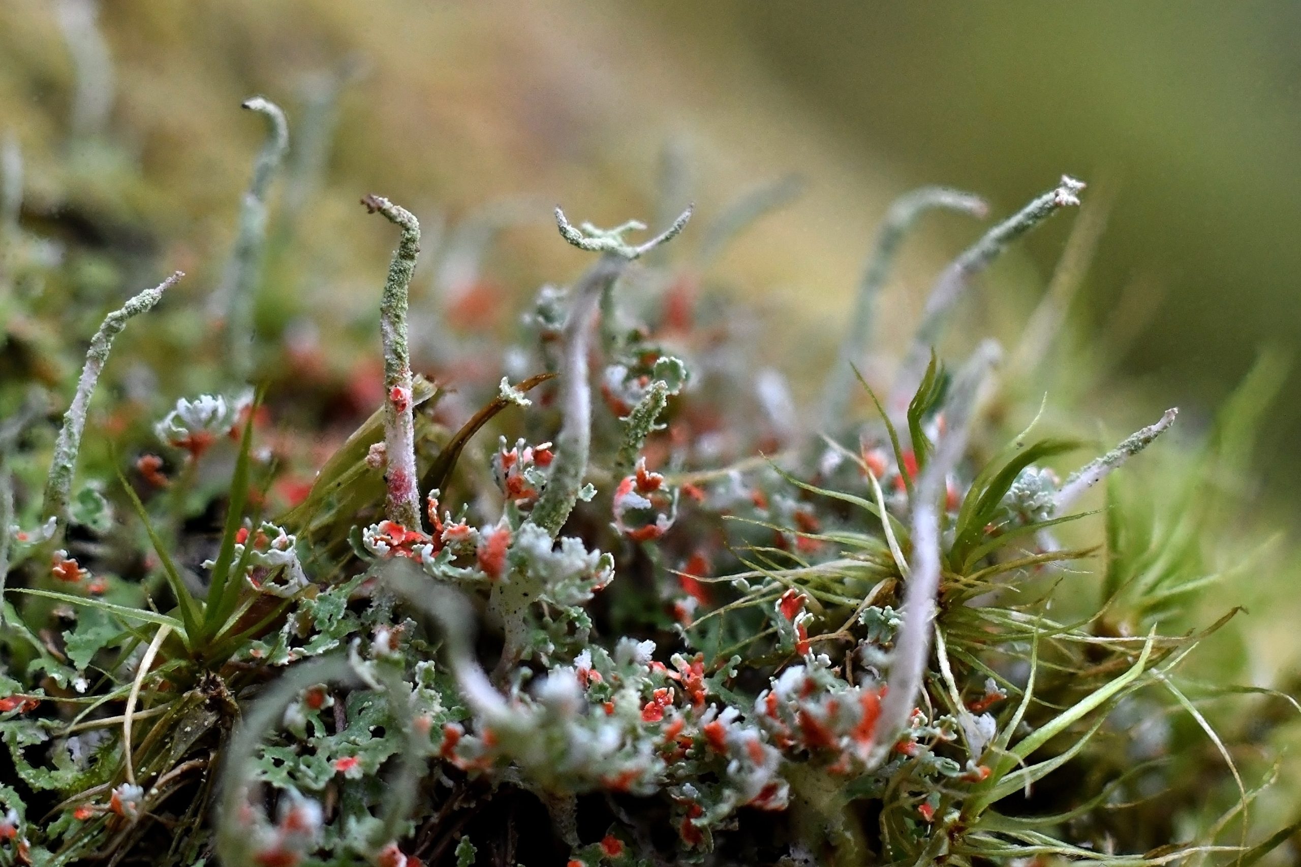 Blodflekksyl (Cladonia rubrotincta) er en ny art for vitenskapen og ble funnet første gang i Østmarka. Foto: Naturhistorisk museum.