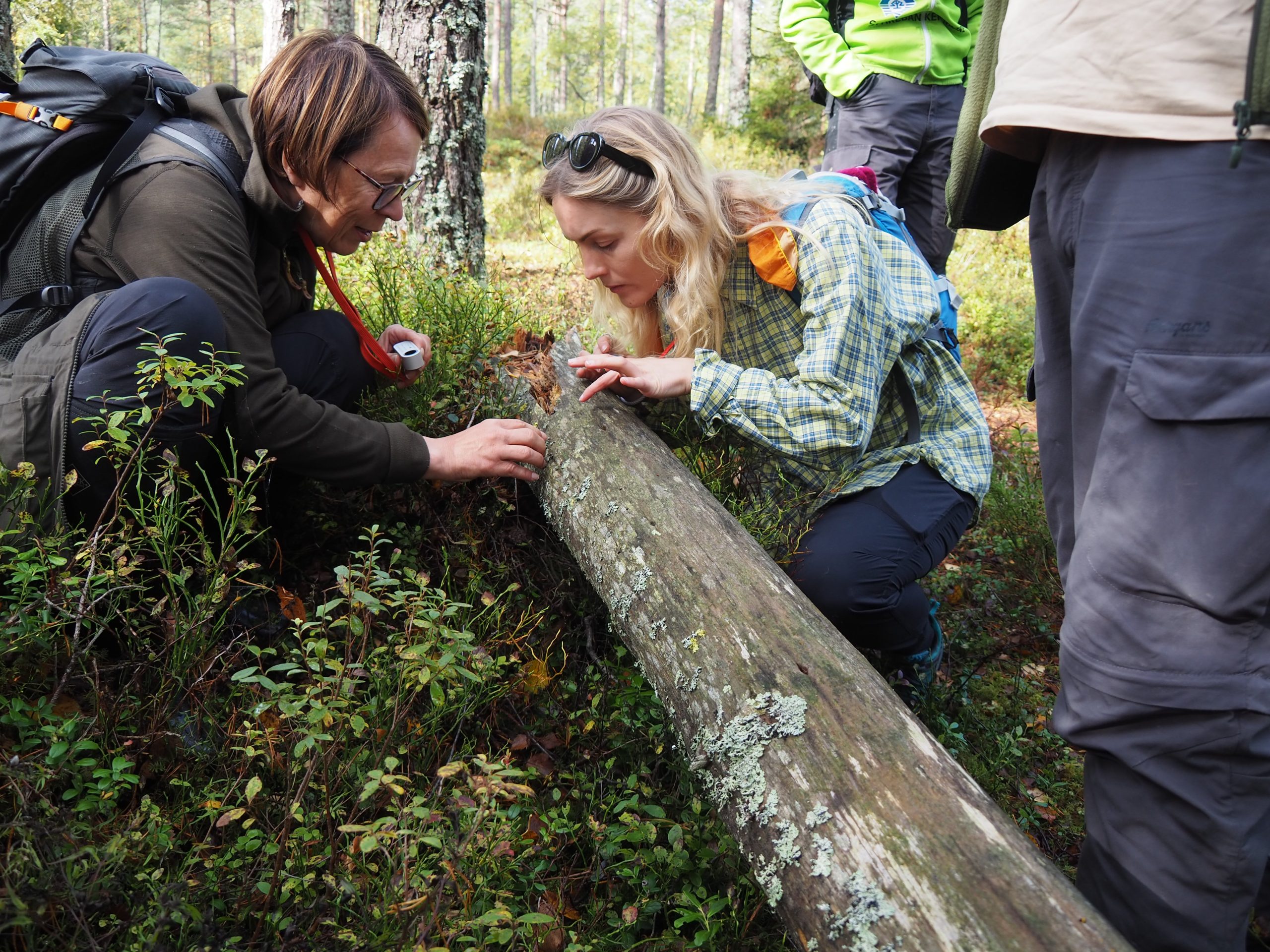På råtnende stammer som denne kan du finne knappenålslav, som lever opp til navnet ved å være veldig små. Medbrakt lupe er en fordel. Foto: Bjarne Røsjø