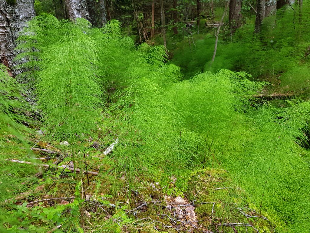 Skogsnellen – Equisetum sylvaticum – kan danne store bestander og farge skogbunnen med et florlett grønnskjær. Alle foto: Geir Arne Evje.
