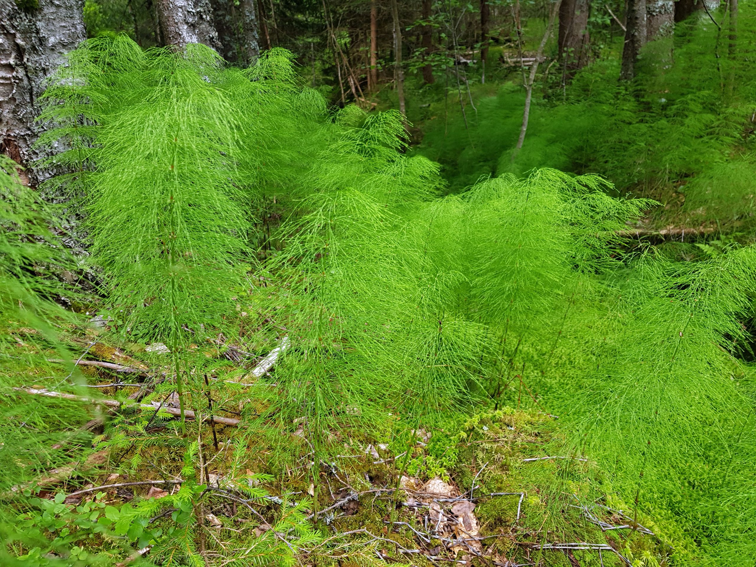 Skogsnellen – Equisetum sylvaticum – kan danne store bestander og farge skogbunnen med et florlett grønnskjær. Alle foto: Geir Arne Evje.