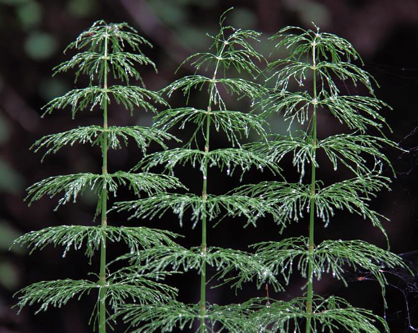 Skogsnellen tilhører en plantegruppe som ofte kalles «levende fossiler»