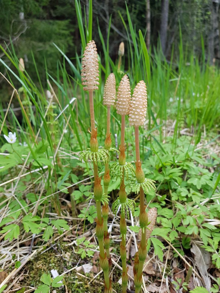 Sporene sitter i aks i toppen av sporebærende stengler.