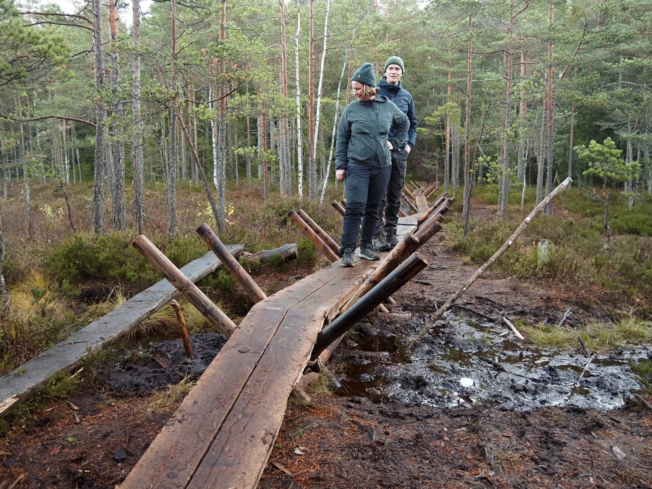 Den nye brua over myra mellom Bysetra og Kjerringhøgda skal beskytte vegetasjonen mot tråkk og hjelpe vandrerne fram etter hvert som vannstanden øker. Foto: Bjarne Røsjø.
